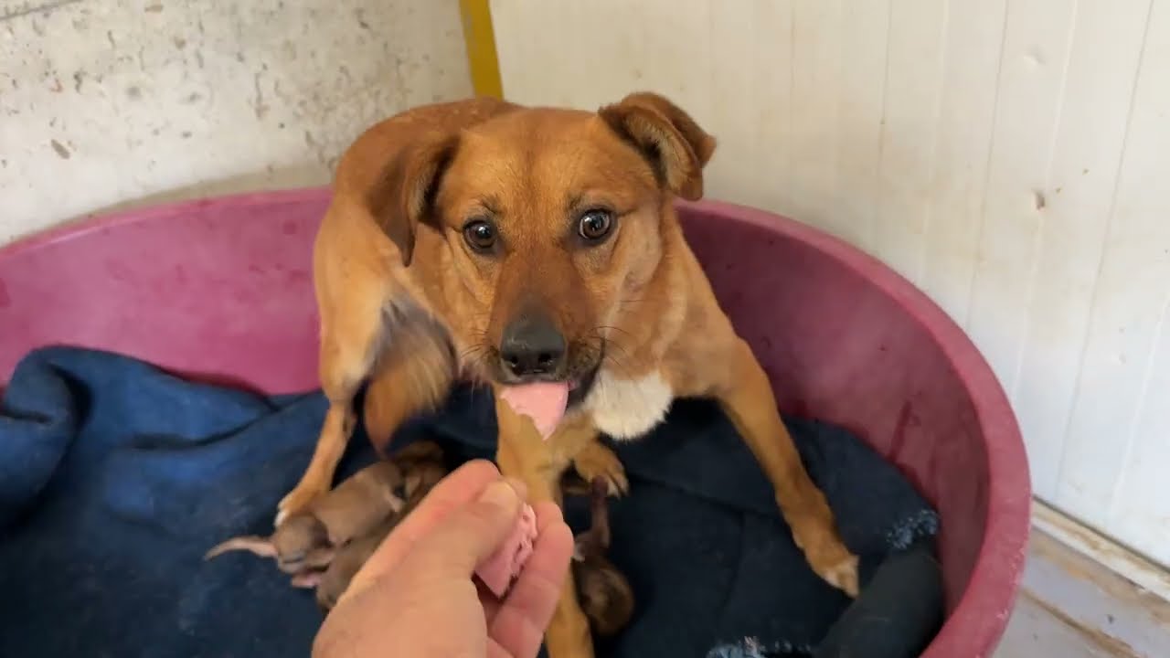 The Pregnant Chained Girl We Just Rescued Had 4 Puppies But She’s Still Afraid ❤️ - Takis Shelter