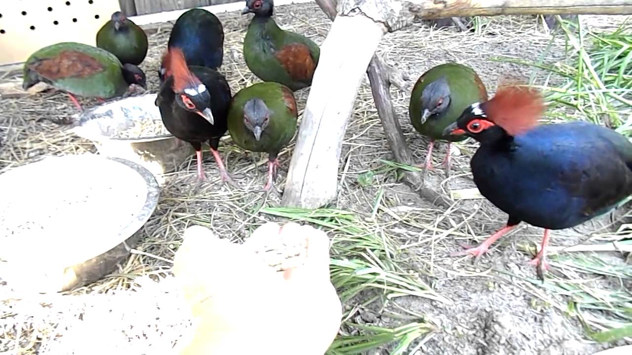 Roul Roul Partridge