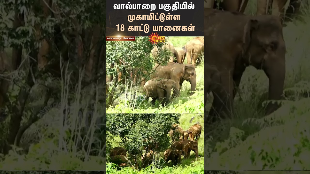 Wild Elephants Camped In Valparai | TN Forest Department | Sun News
