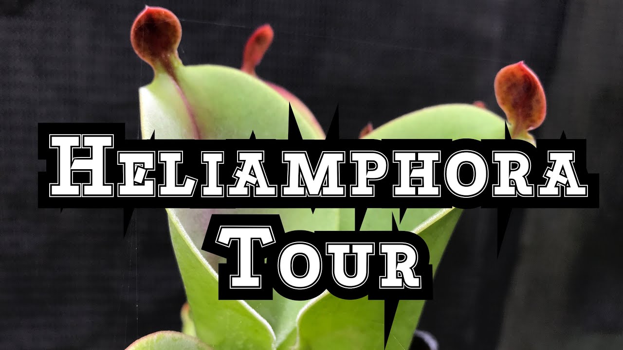 Heliamphora Tour: A much over due Heliamphora Tour for Summer 2018