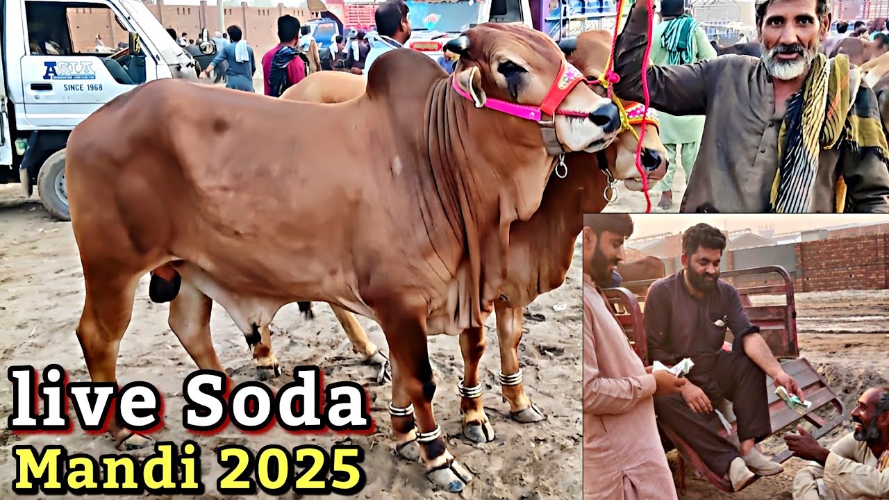 Live Soda | Sahiwal Cholistani bachre 2025 | Shahpur Kanjra Mandi 2025 | Cow Mandi Lahore 2025