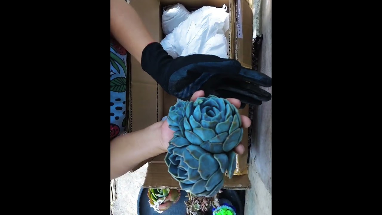 📌UNBOXING SUCCULENTS MARCH 10 '26🥰🪷LOWLAND AREA‼️ fr. SUCCULENTS DEW DROP - BENGUET ‼️