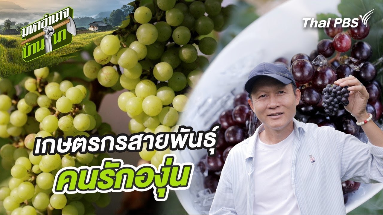 เกษตรกรสายพันธุ์คนรักองุ่น | มหาอำนาจบ้านนา