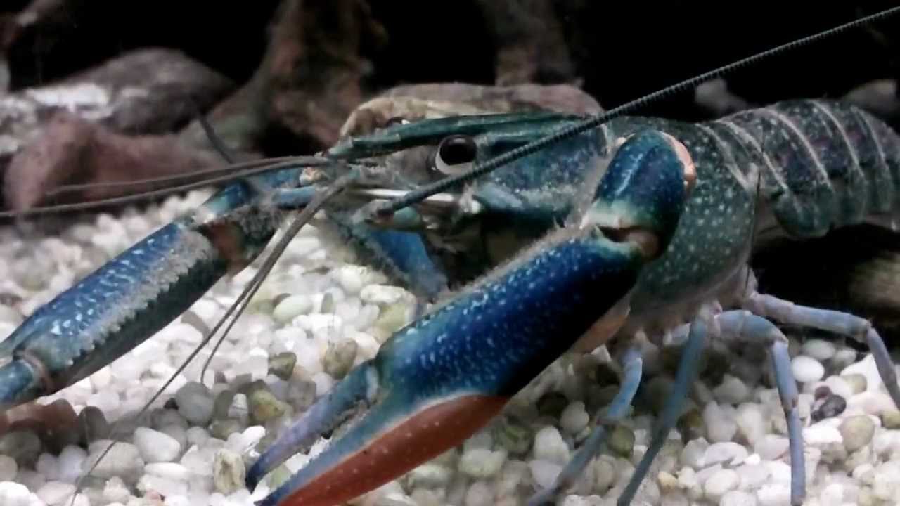 Cancer Queensland - (Cherax quadricarinatus) - Lodz, Poland Zoo