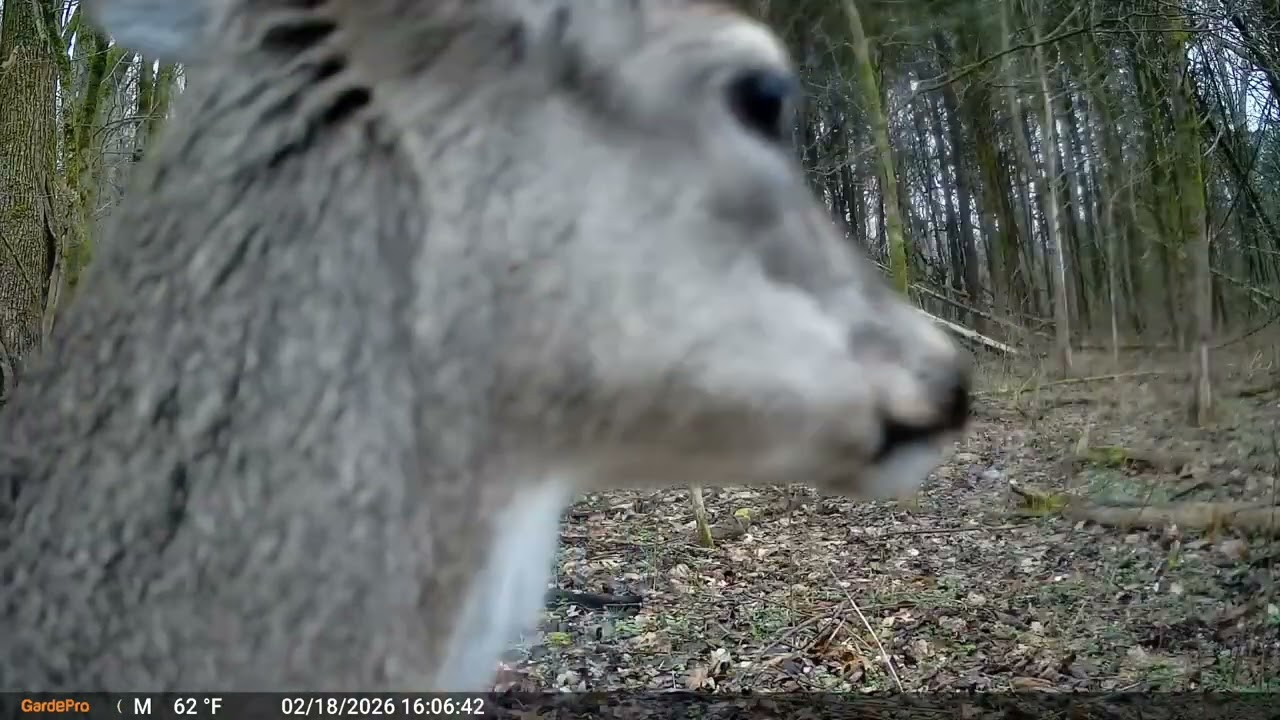 Deer & Armadillo