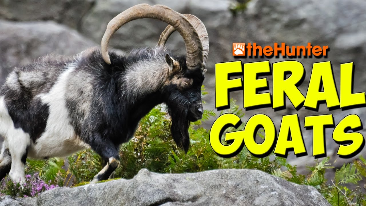 FUN WITH FERAL GOATS - theHunter 2017 Gameplay w/leeroy