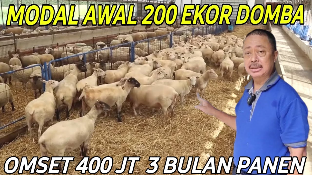 SUKSES TERNAK DOMBA 200 EKOR OMSET 400JT 3 BULAN PANEN | CERITA PETERNAK SUKSES