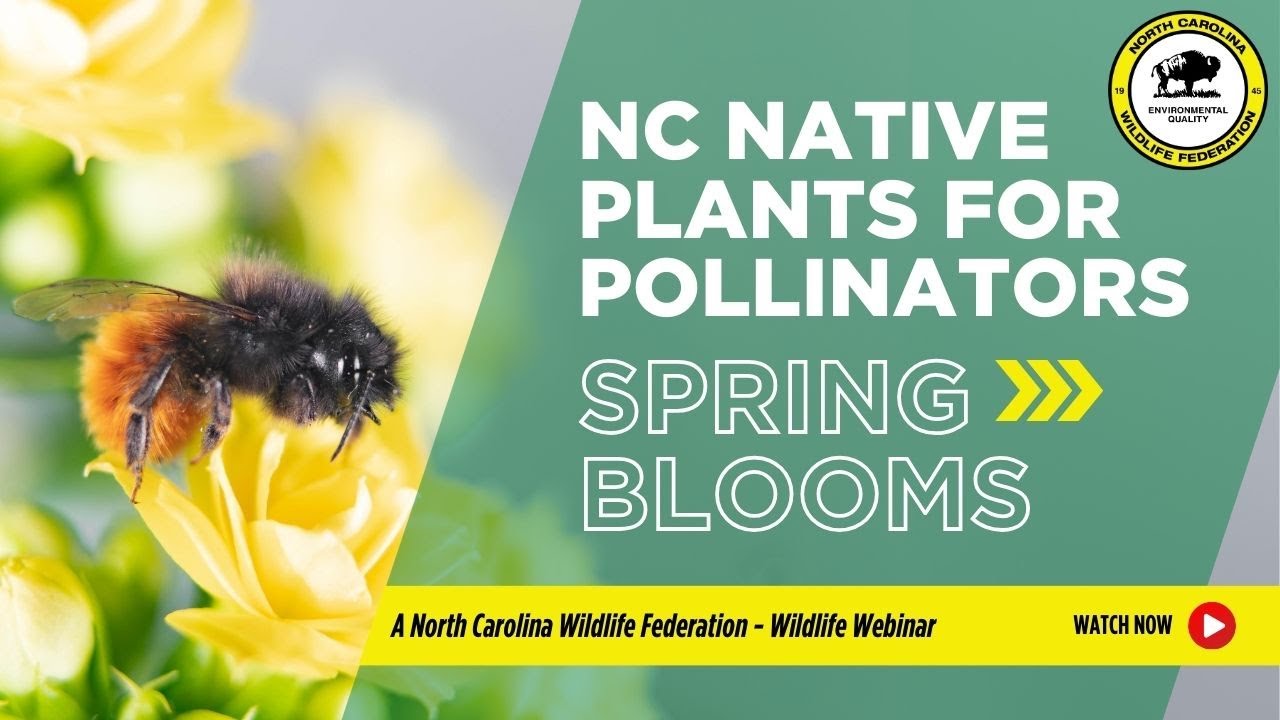 North Carolina Native Plants for Pollinators: Spring Blooms -NCWF