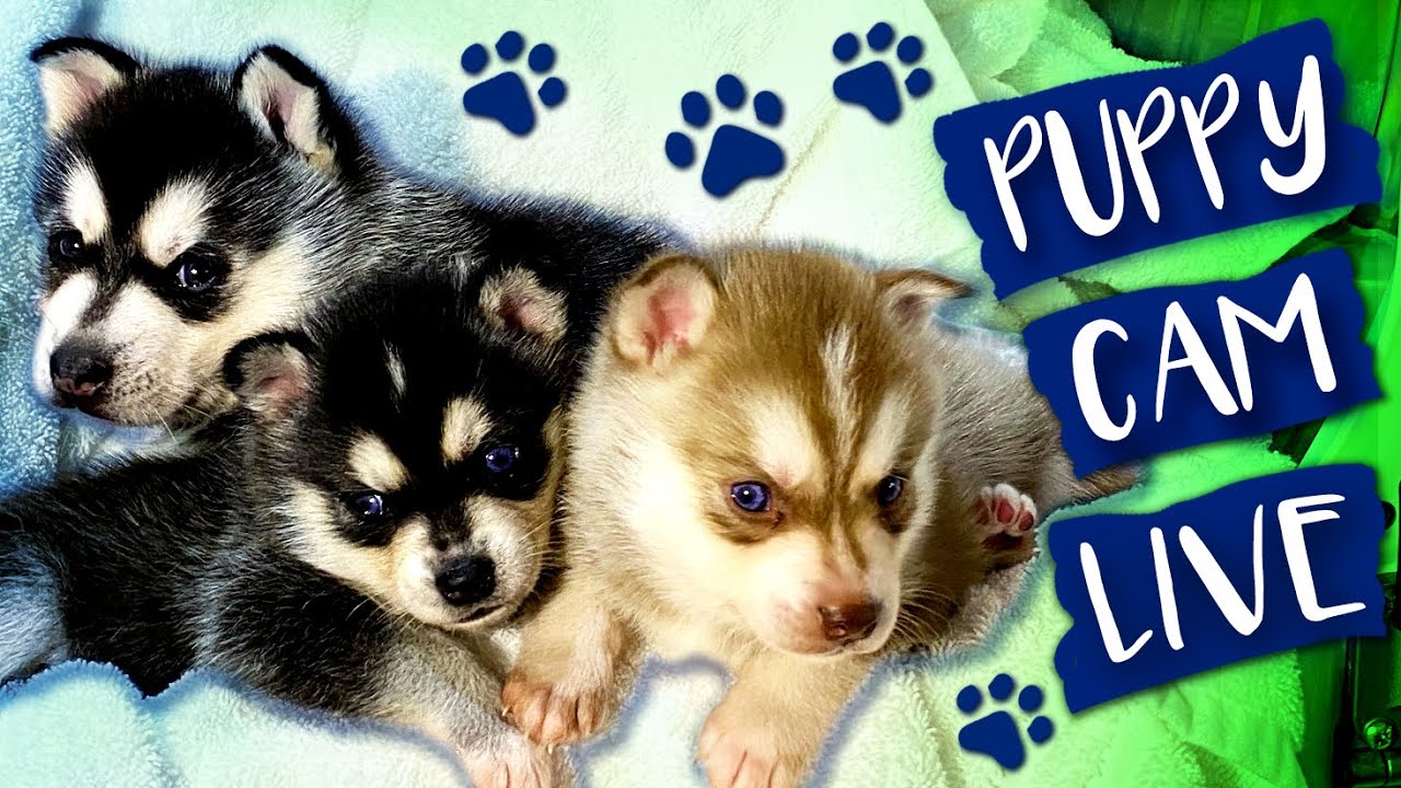 AKK Puppy Cam! Meet The Alaskan Klee Kai Dog Breed