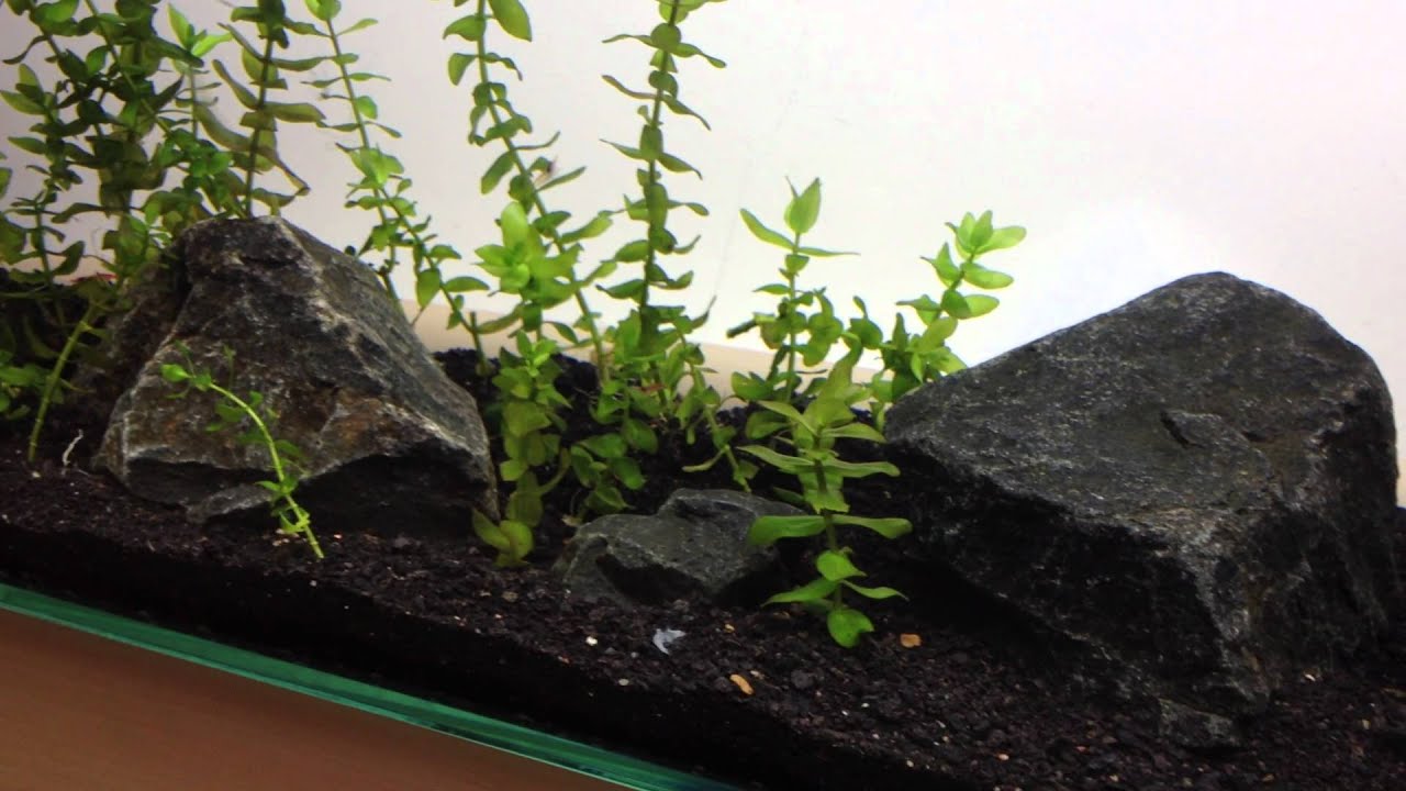 Mr. Aqua 12 Gallon Long Frameless Aquarium