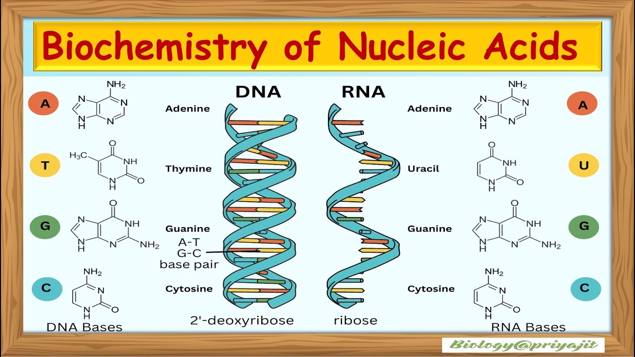 Biochemistry of Nucleic Acids | DNA & RNA Structure and Functions.