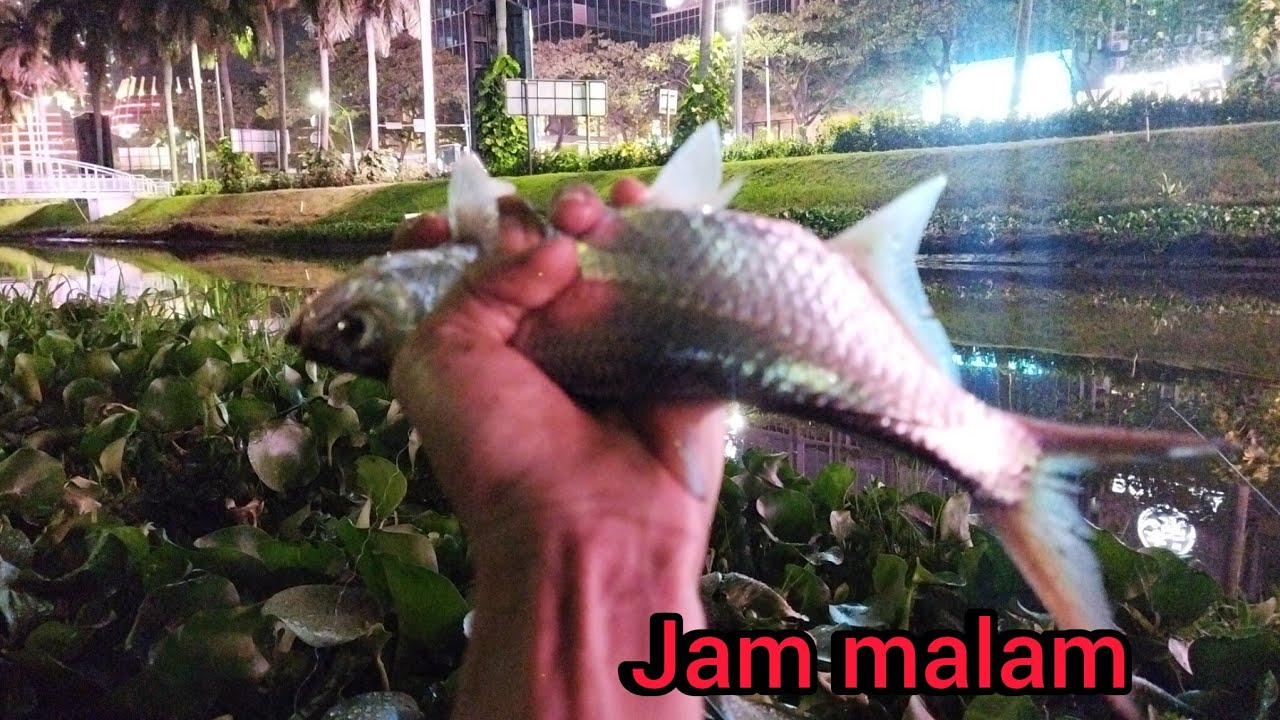 Mancing malam hari setraik tarpon dan lele hujan pun turun