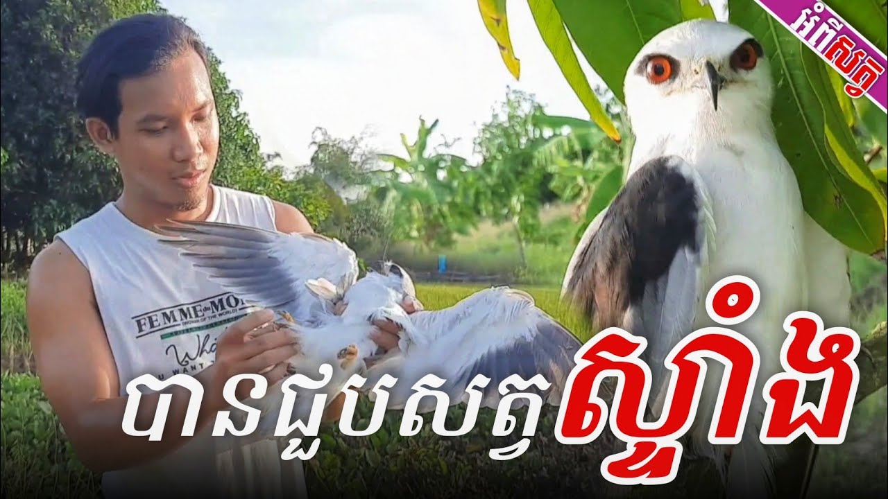 បានជួប សត្វស្ទាំង - The Hawk
