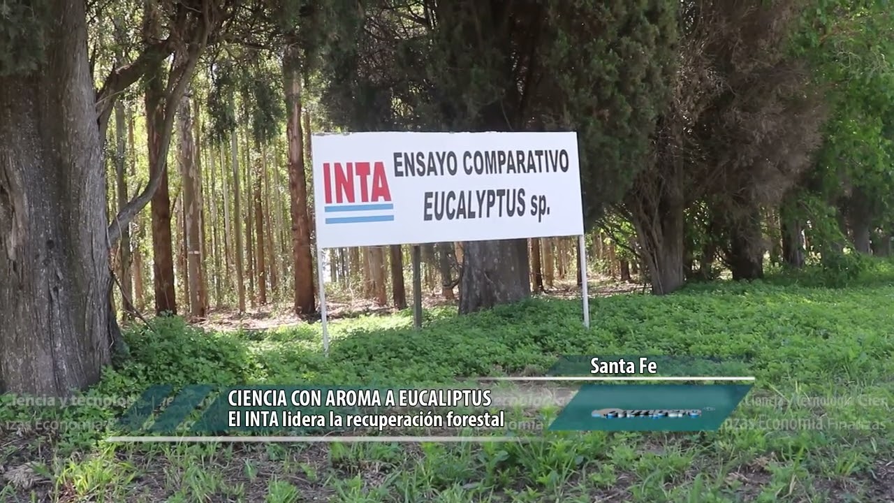 CIENCIA CON AROMA A EUCALIPTUS