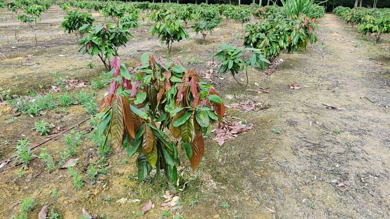 CACAU!! QUANTO GASTEI PARA PLANTAR UMA ÁREA COM 2000 PÉS.