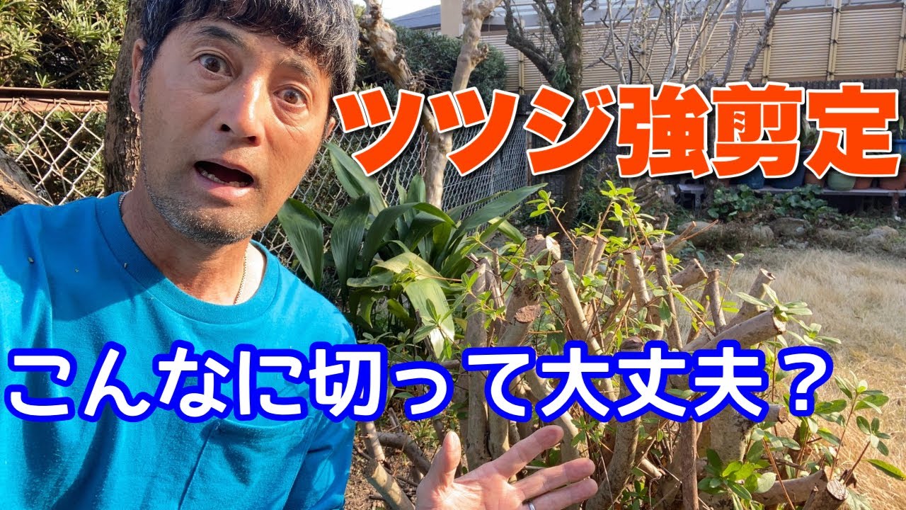 急げ！ツツジの強剪定やるなら春先【ツツジ類剪定】