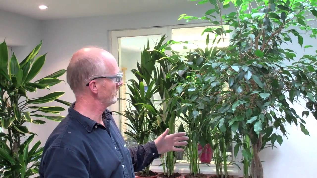 How to prune a ficus by Nature at Work