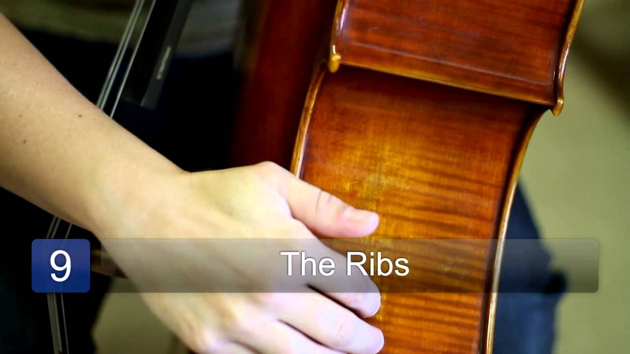 Identifying the Parts of a Cello & Their Functions : Cello Lessons