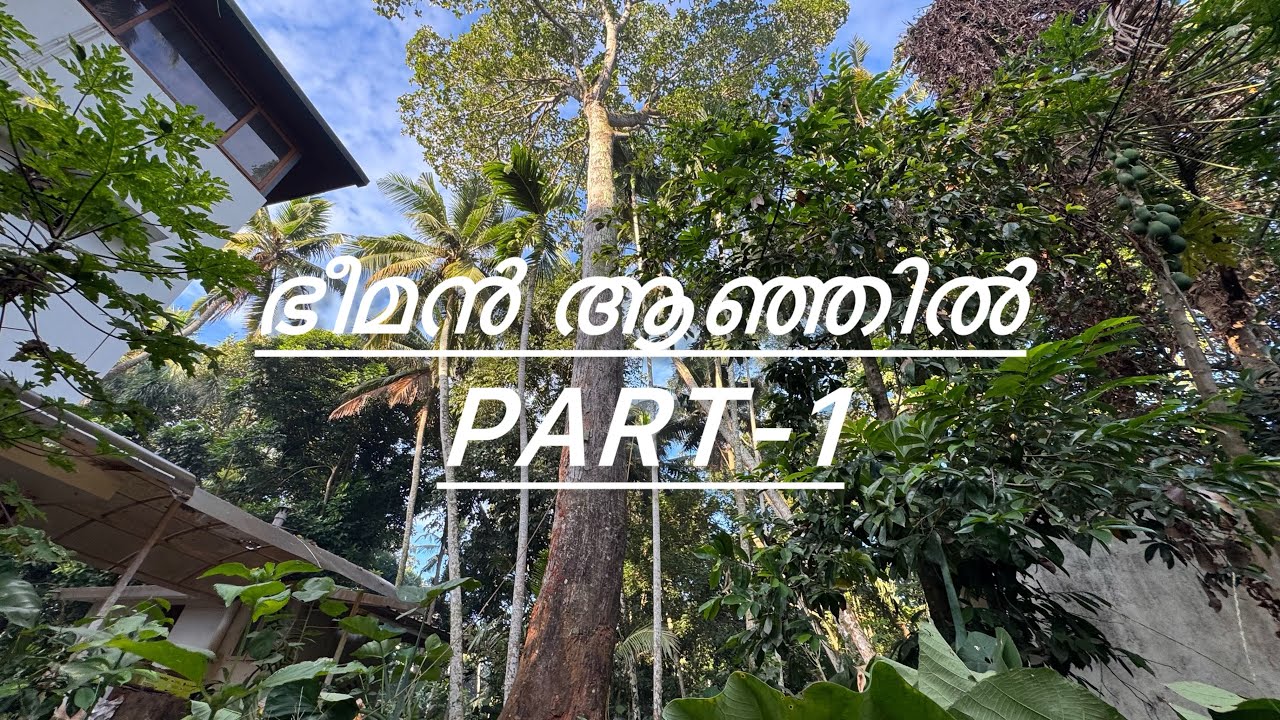 110ഇഞ്ച് വണ്ണമുള്ള ഒരു അടിപൊളി ആഞ്ഞിലി മുറി👀❗️ Kerala timber Works