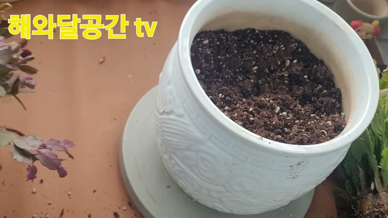 흰꽃과 빨간꽃 게발선인장 합식✨️🐰💰🍀👌🌟🌵💞