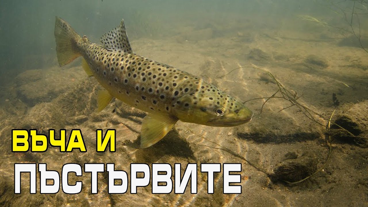 Въча и пъстървите