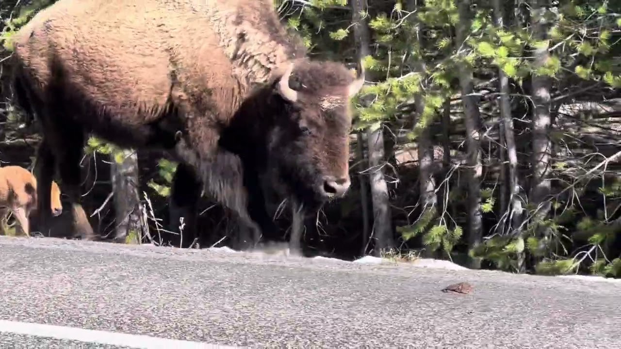 First bison babies of the year in Yellowstone 
