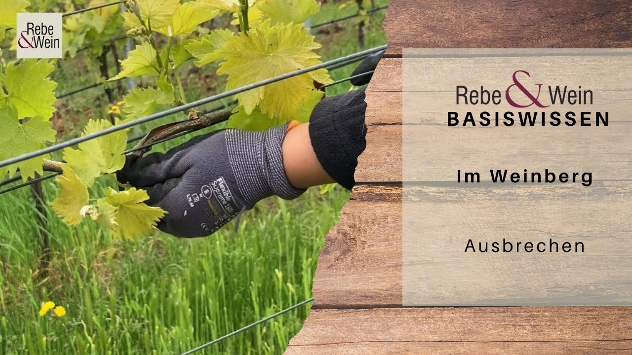 Rebe & Wein Basiswissen - Im Weinberg: Ausbrechen