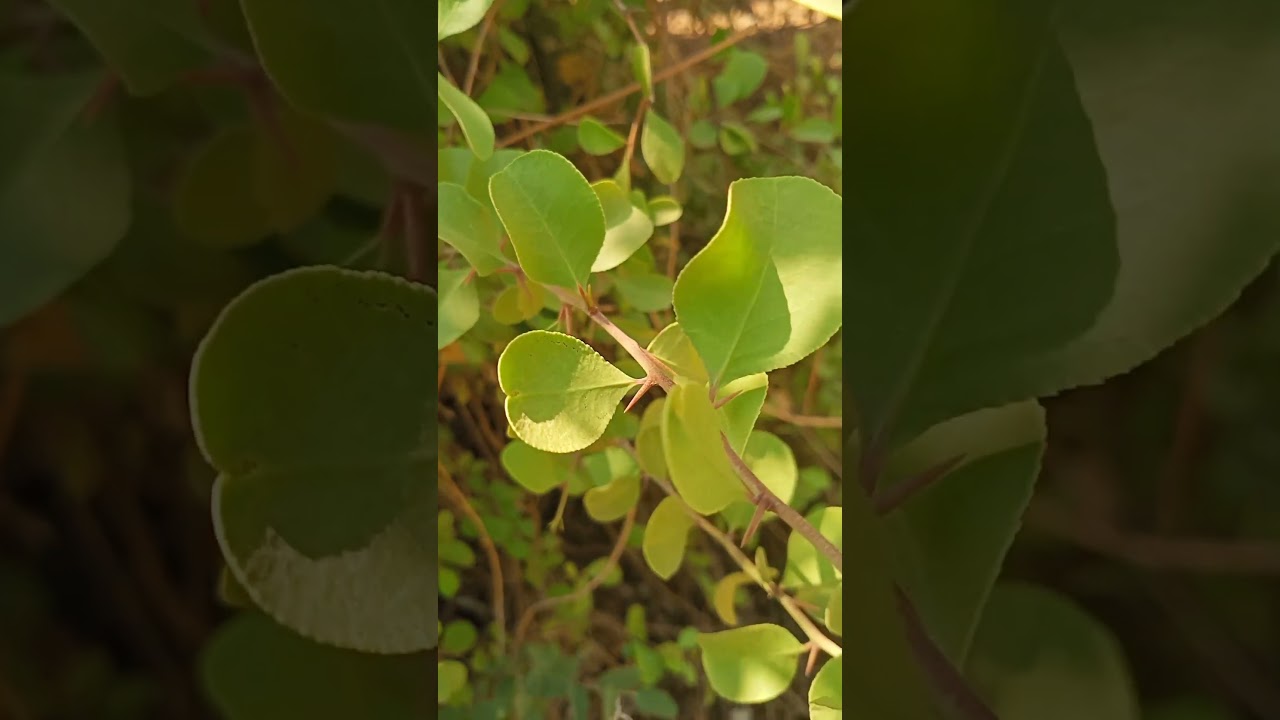 Maytenus senegalensis #shots #trending #shortsfeed #village #trend #nature #trend #new #ytshorts