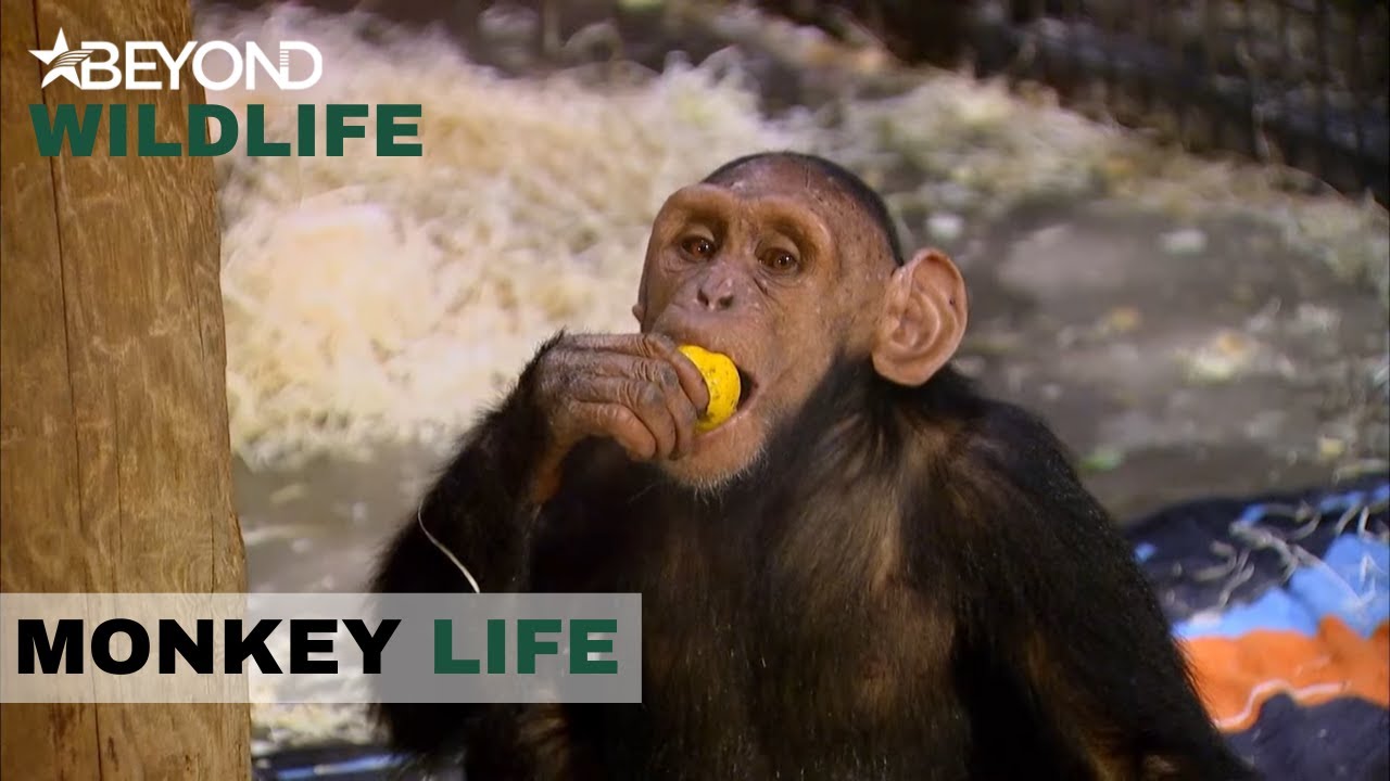 S6E13 | Chimps Aren’t Impressed With A Sour New Fruit On The Menu | Monkey Life | Beyond Wildlife