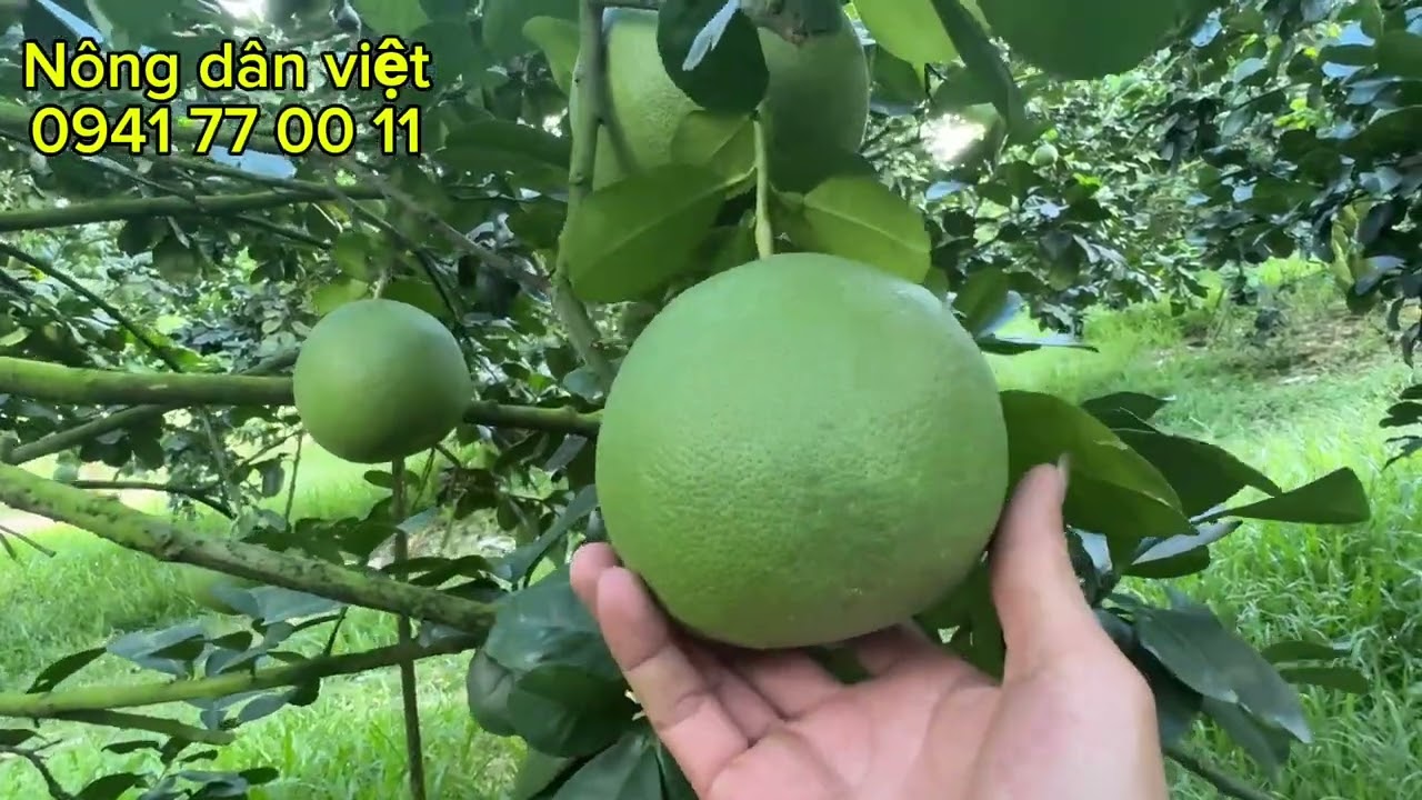 Giự đoán,, giá bưởi nghịch vụ trong năm nay, năm 2026