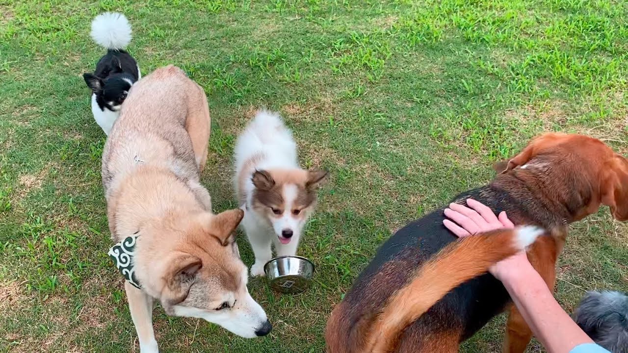 【初めてのドッグラン】元野犬の妹にお手本を見せつつ見守る優しい兄犬