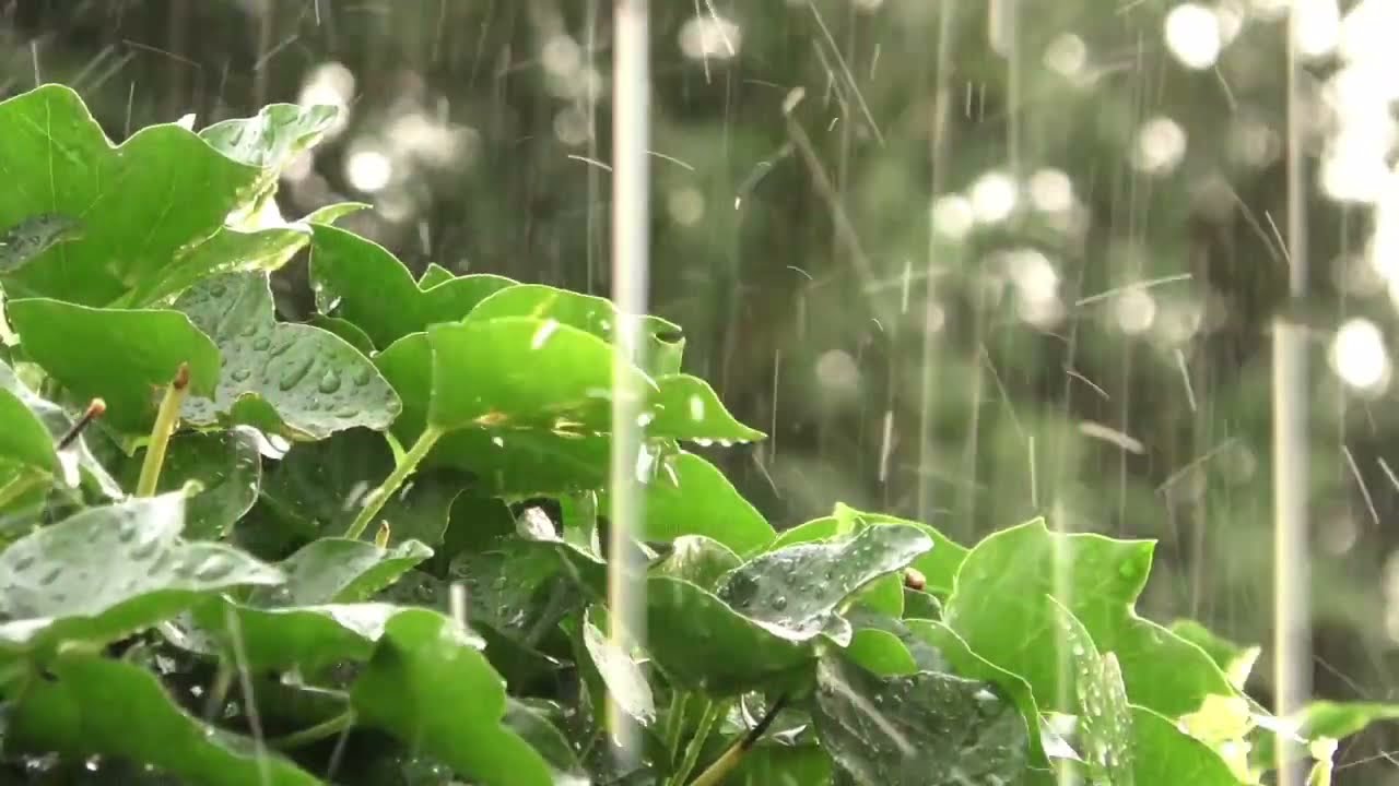 🟢 Musica Pra Dome, Som De Chuva 💤 Som Da Natureza Calmante Natural, 💤Som Da Noite,, Som De Chuva