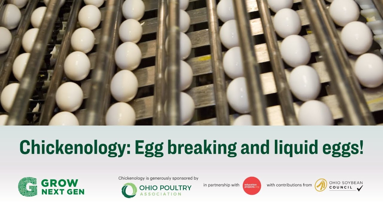 Virtual field trip: Chickenology: Egg breaking and liquid eggs!