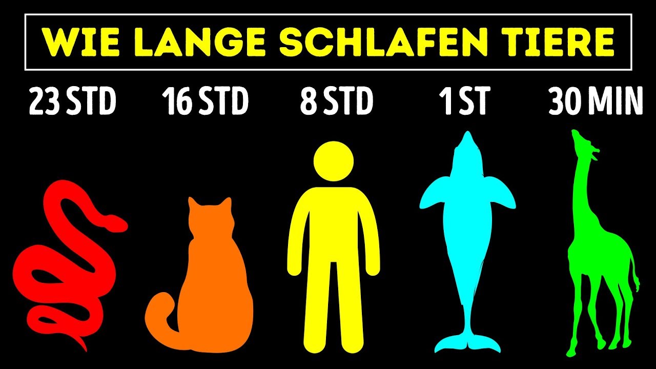 Die extremsten Schlafzeiten bei Tieren