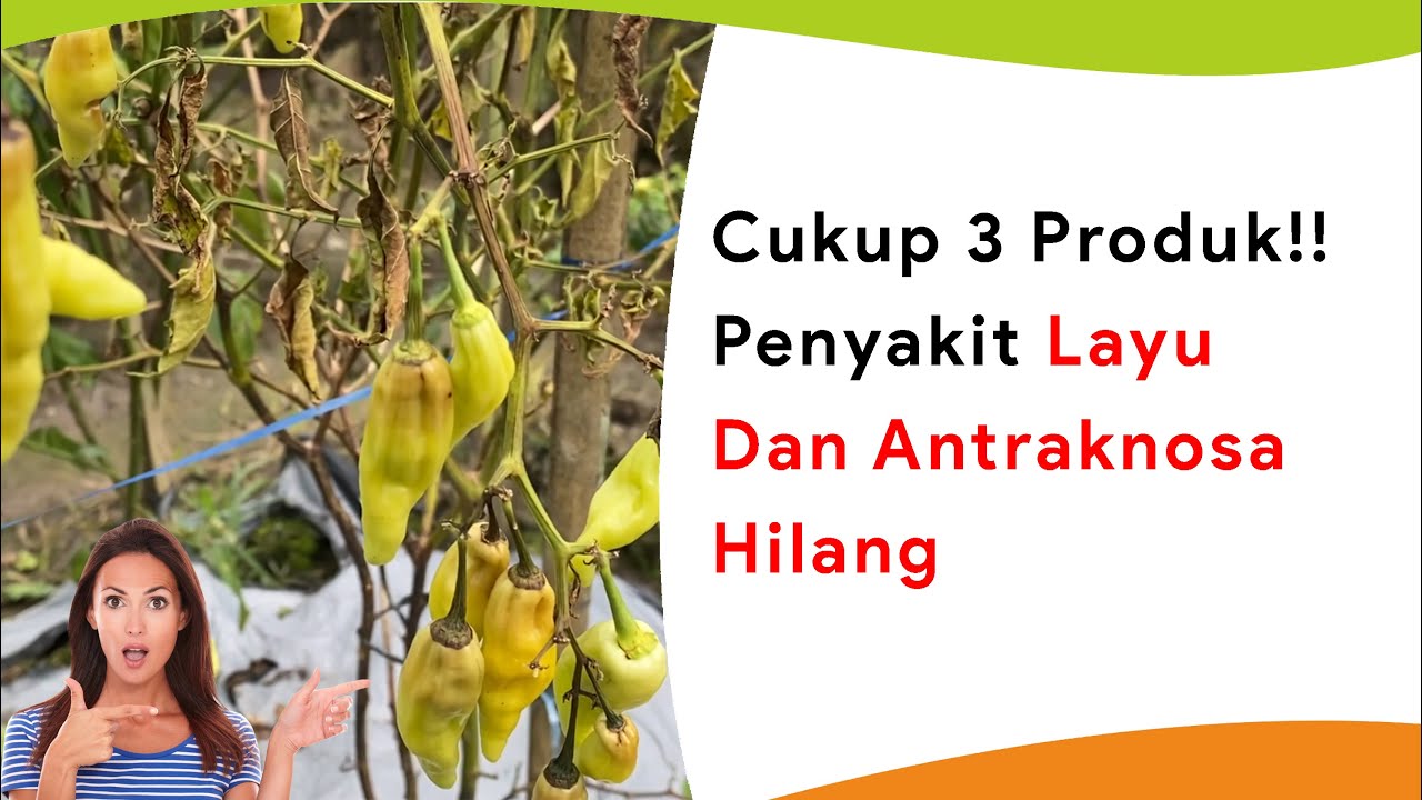 Cukup 3 Bahan! Atasi Busuk Akar, Busuk Batang, Bercak Daun, Antraknosa dan Layu Fusarium