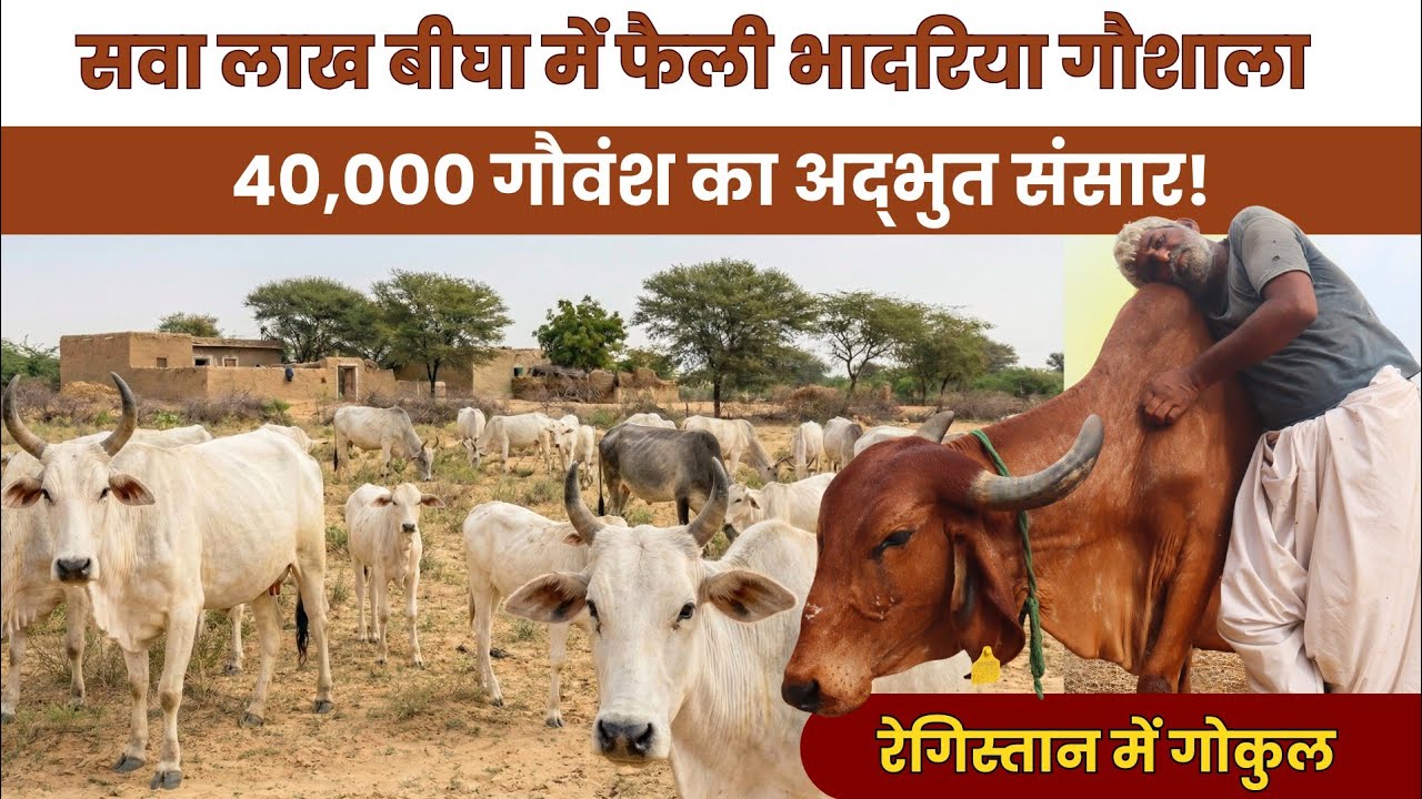 प्राचीन Tharparkar Bloodline || रेगिस्तान के बीच थारपारकर गाय का घर – भादरिया गोशाला 🙏