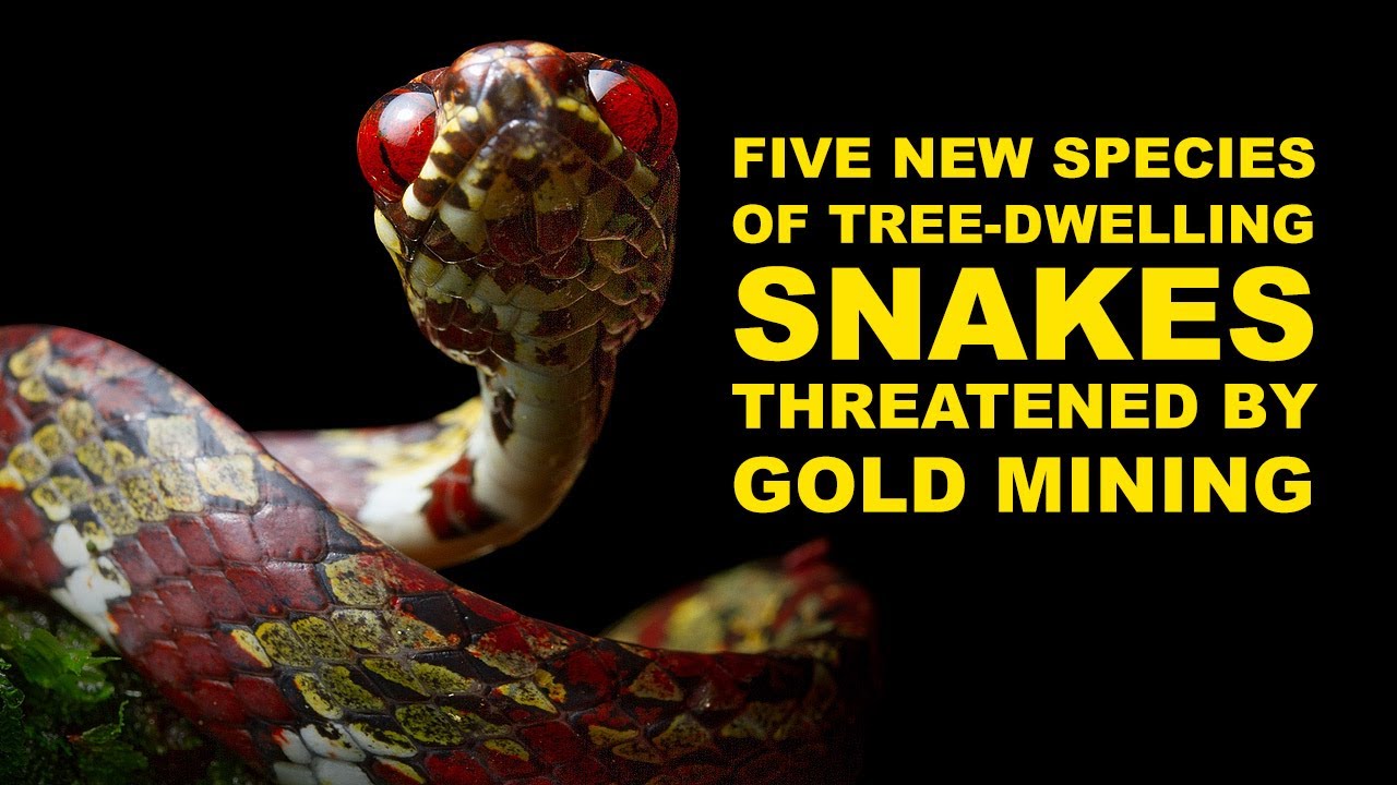 DiCaprio and Sheth name new species of tree-dwelling snakes, threatened by mining