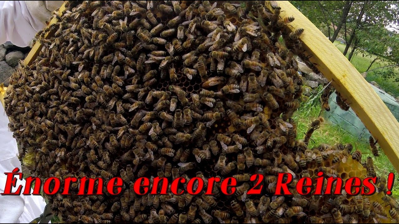 Énorme encore 2 Reines !