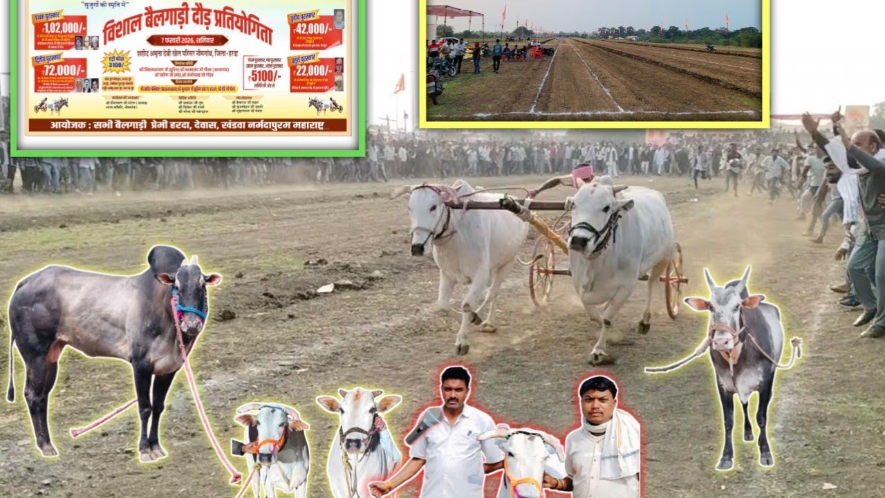 मल्हार 🦬🦬🦬#cow 