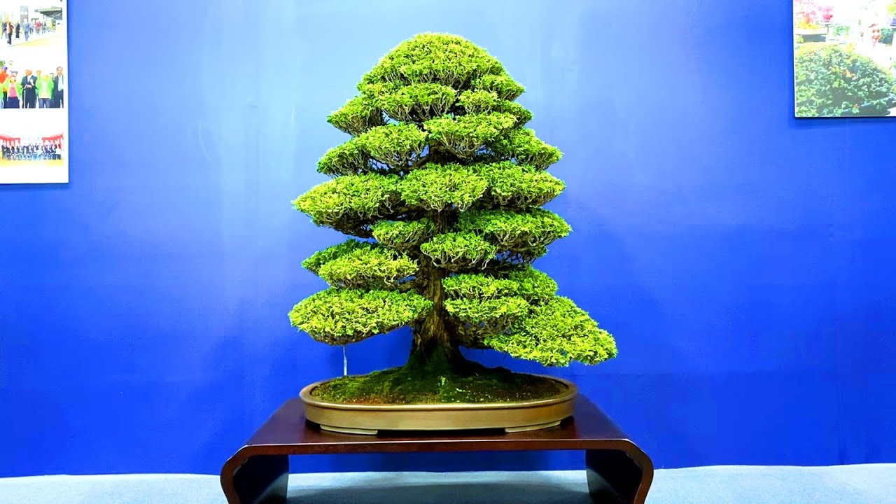 Memorial bonsai exhibition   貴重盆栽　特別展示　鬼頭正男　追悼展