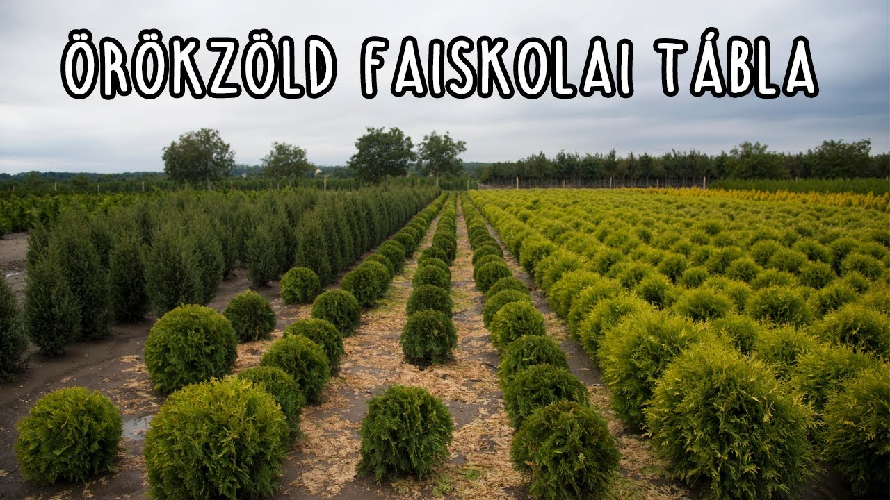 F&eacute;lj&uuml;nk-e a s&aacute;rga lomb&uacute; &Ouml;R&Ouml;KZ&Ouml;LDEKTŐL? | Megyeri Szabolcs