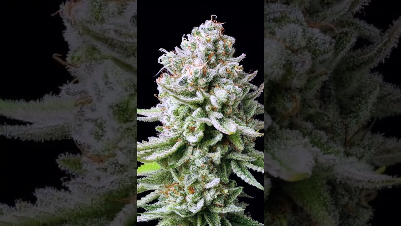 Terpene Tuesdays at NativeCare