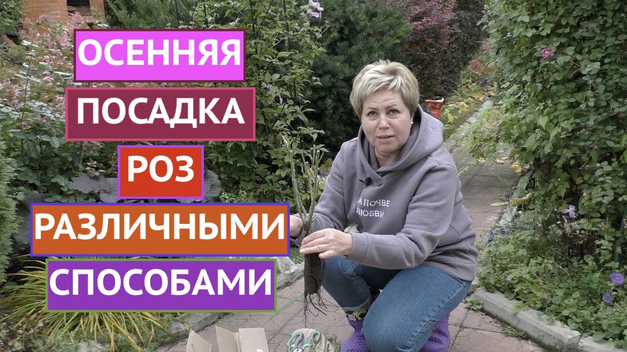 ПОСАДКА РОЗ ОСЕНЬЮ! РАЗНЫЕ ВАРИАНТЫ ДЛЯ РАЗНЫХ САЖЕНЦЕВ!