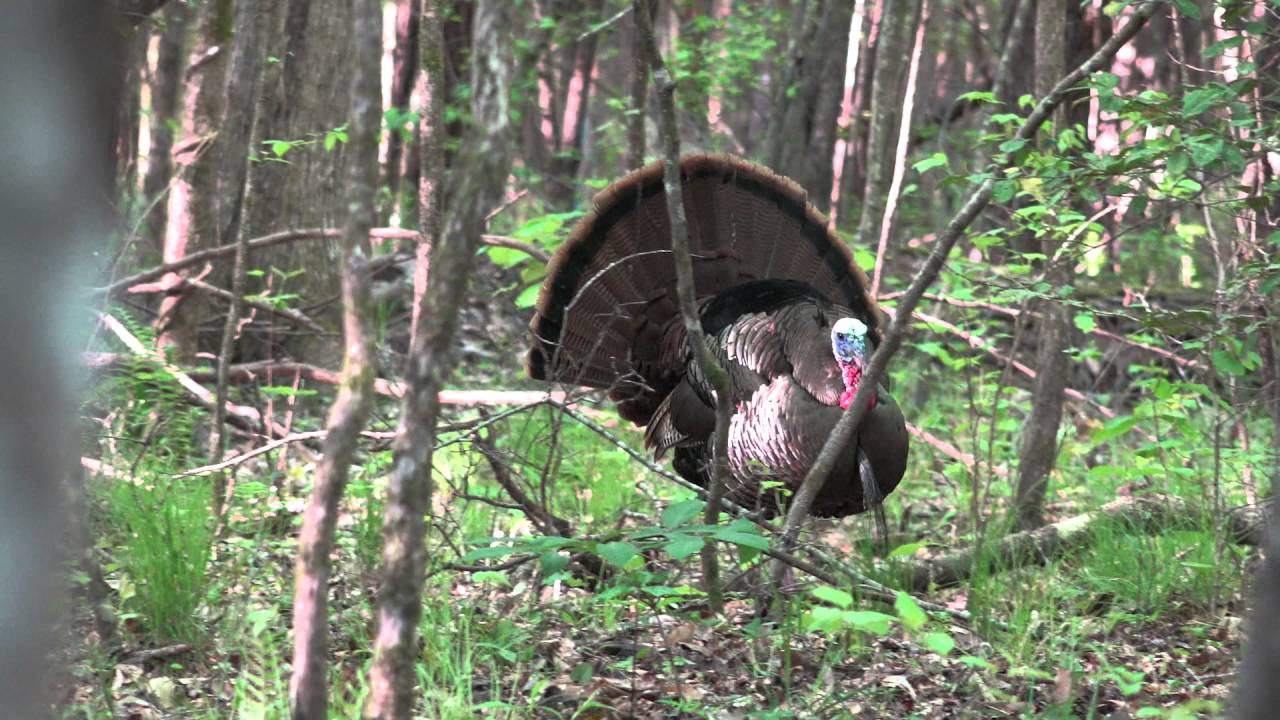 American Strutter - Alabama Hardwood Bottom Turkey Hunt