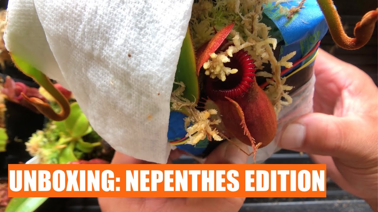 Unboxing: Nepenthes Edition