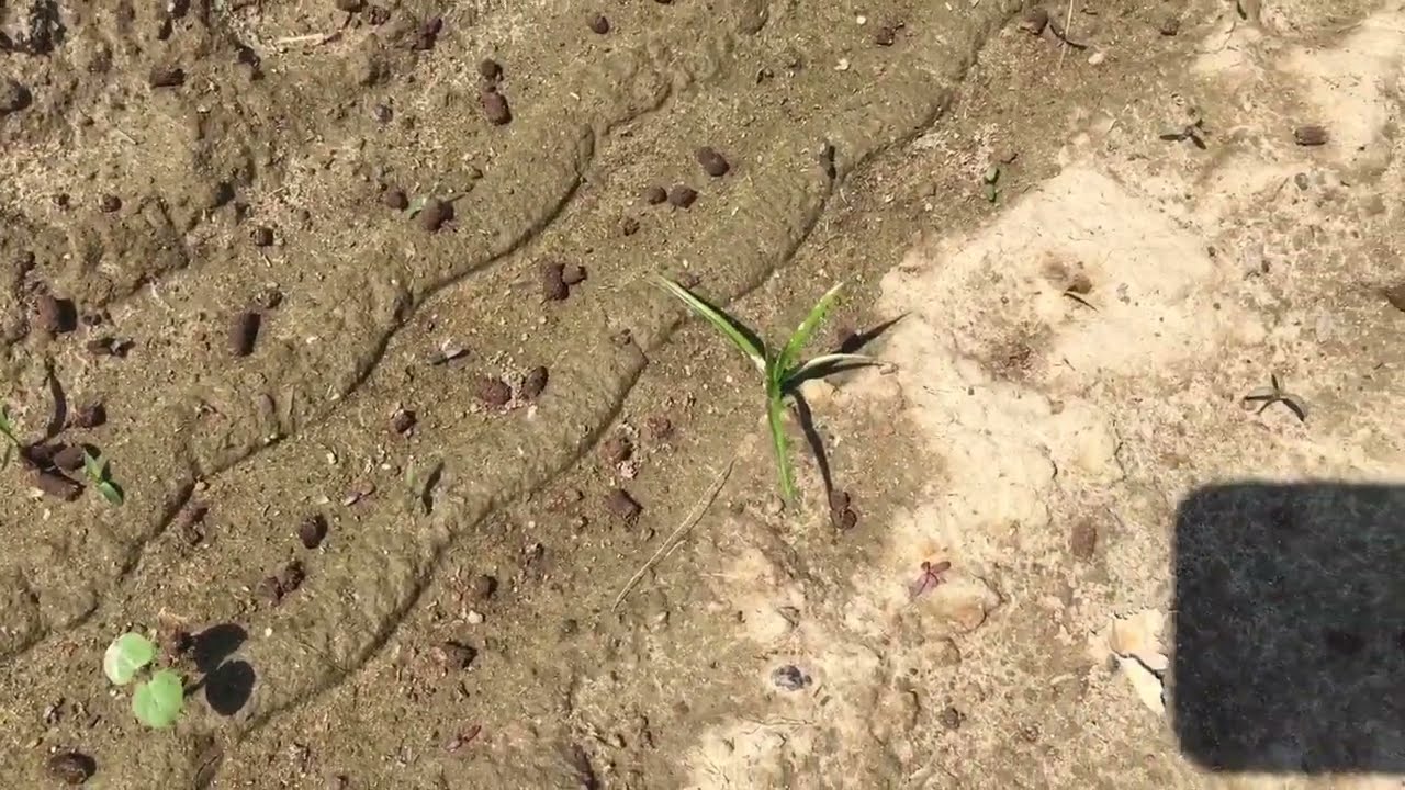 Falsa semina bio - diserbo MECCANICO