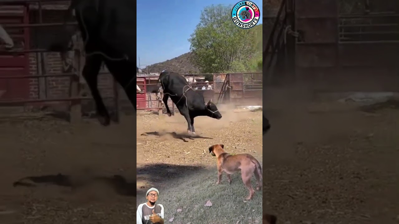 Sapi Hitam Melihat Anjing Menggonggong Langsung Panik#shorts#trendingshorts#anjing#sapi#wildlife