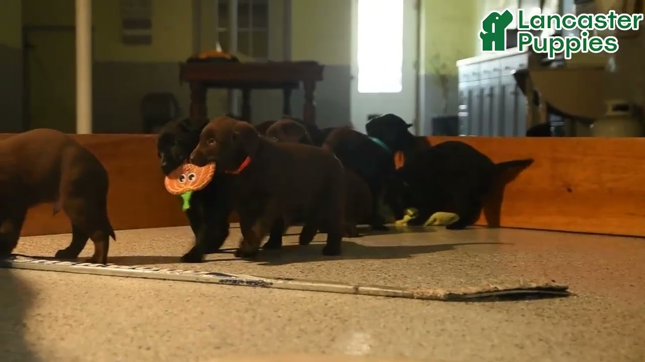 Cute Labrador Retriever Puppies