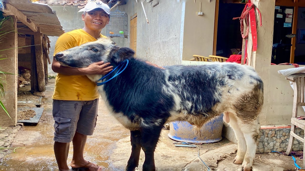 ❤️❤️SEPERTI INI SAPI BELGIAN BLUE YANG BISA 1 TON UP JUMBO💝💝💝