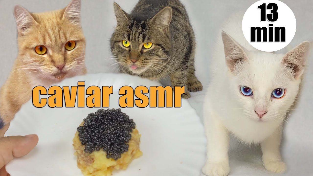 3 cats eating black caviar asmr